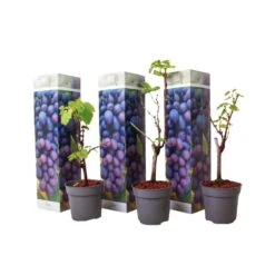 Druivenplanten - Set Van 3 - Vitis Vinifera - Blauw - Pot 9cm - Hoogte 25-40cm