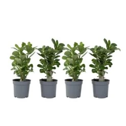 Adenium Obesum - Set Van 4 - Woestijnroos Bloeiend - Pot 10.5cm - Hoogte 25-40cm