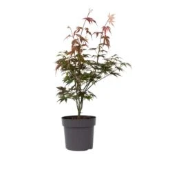 Acer Palmatum ´Atropurpureum´ - Japanse Esdoorn - Pot 19cm - Hoogte 60-70cm