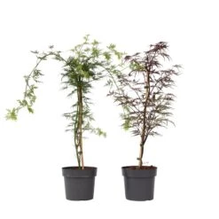 Acer Palmatum 'Garnet', 'Emerald Lace' - Mix Van 2 - Pot 19cm - Hoogte 60-70cm