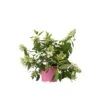 Hydrangea Paniculata 'Confetti' - Hortensia - Pot 19cm - Hoogte 25-40cm -Prospeli Winkel 1000085515