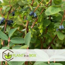 Lonicera Kamtchatica - Set Van 6 - Honingbes - Pot 9cm - Hoogte 25-40cm -Prospeli Winkel 1000085758 0102