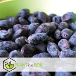 Lonicera Kamtchatica - Set Van 6 - Honingbes - Pot 9cm - Hoogte 25-40cm -Prospeli Winkel 1000085758 0103