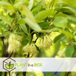 Lonicera Kamtchatica - Set Van 6 - Honingbes - Pot 9cm - Hoogte 25-40cm -Prospeli Winkel 1000085758 0104