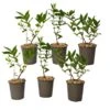 Lonicera Kamtchatica - Set Van 6 - Honingbes - Pot 9cm - Hoogte 25-40cm -Prospeli Winkel 1000085758