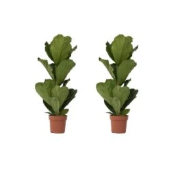 Ficus Lyrata - Set Van 2 - XL Ficus Vioolbladplant' - Pot 21cm - Hoogte 90-110cm