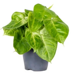 Syngonium Macrophyllum Ice Frost P15H30