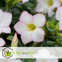 Adenium Obesum - Desert Rose White - Woestijnroos - Pot 13cm - Hoogte 30-40cm -Prospeli Winkel 1000088697 0103