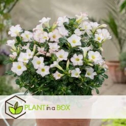 Adenium Obesum - Desert Rose White - Woestijnroos - Pot 13cm - Hoogte 30-40cm -Prospeli Winkel 1000088697 0104