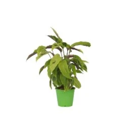 Calathea Fusion White - Luchtzuiverend - Kamerplant - Pot 14cm - Hoogte 30-40cm