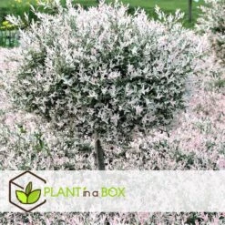 Salix Flamingo - Set Van 2 - Tuinplant - Bonte Wilg - Pot 17cm - Hoogte 60-80cm -Prospeli Winkel 1000093390 0103