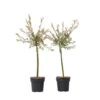 Salix Flamingo - Set Van 2 - Tuinplant - Bonte Wilg - Pot 17cm - Hoogte 60-80cm -Prospeli Winkel 1000093390