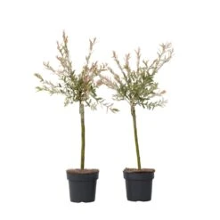 Salix Flamingo - Set Van 2 - Tuinplant - Bonte Wilg - Pot 17cm - Hoogte 60-80cm