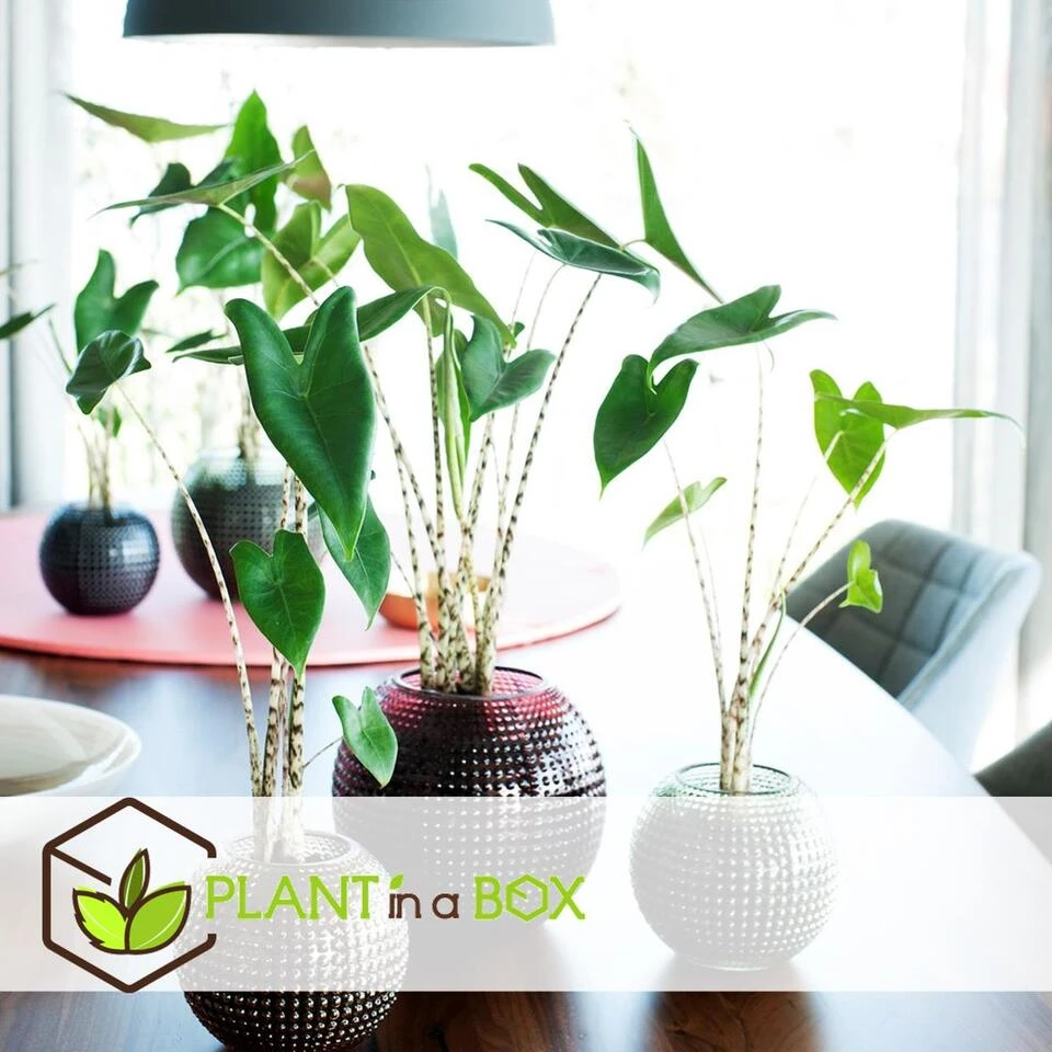 Alocasia Zebrina - XXL Kamerplant - Pot 32cm - Hoogte 140-150cm 4 Alocasia Zebrina - XXL Kamerplant - Pot 32cm - Hoogte 140-150cm - Afbeelding 2