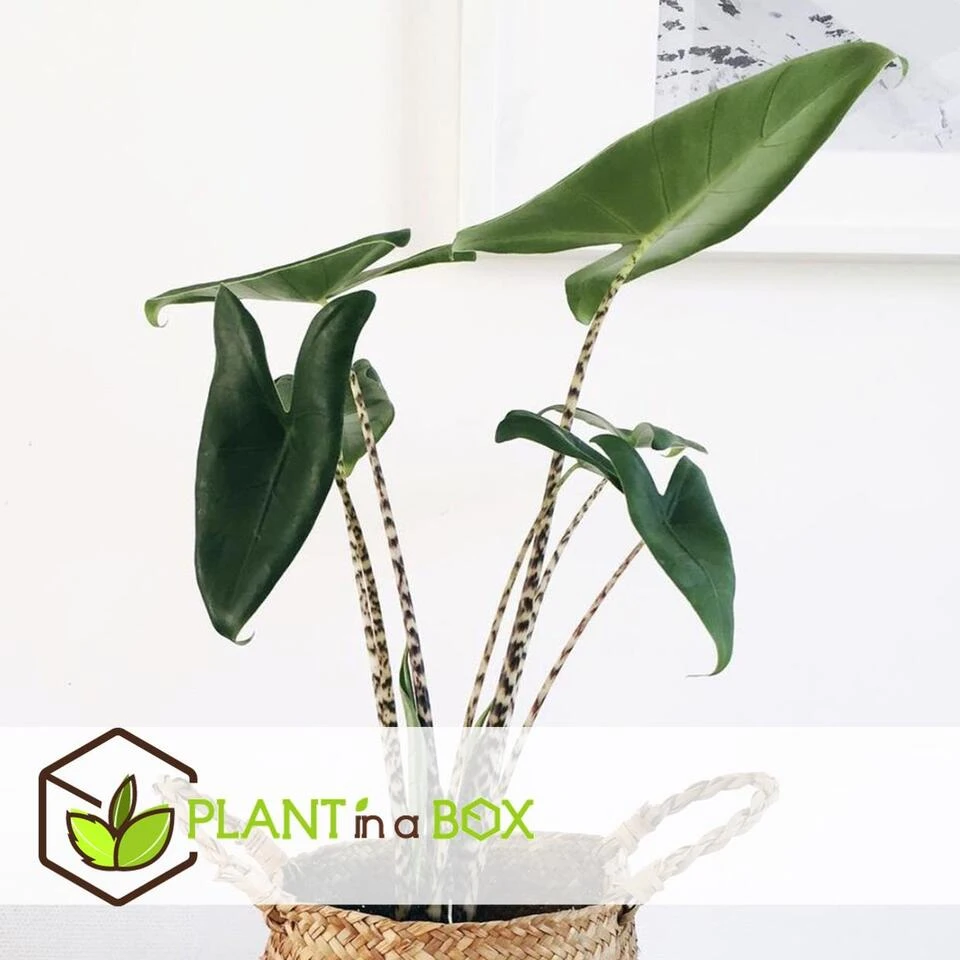 Alocasia Zebrina - XXL Kamerplant - Pot 32cm - Hoogte 140-150cm 5 Alocasia Zebrina - XXL Kamerplant - Pot 32cm - Hoogte 140-150cm - Afbeelding 3