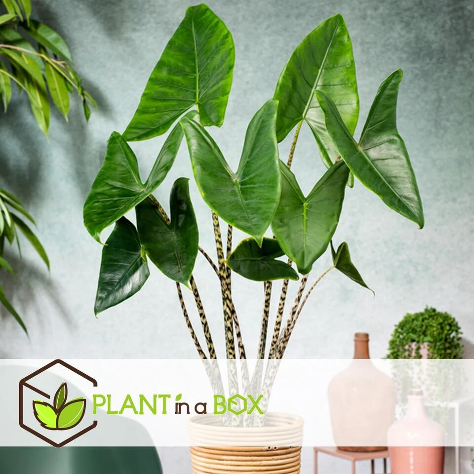 Alocasia Zebrina - XXL Kamerplant - Pot 32cm - Hoogte 140-150cm 6 Alocasia Zebrina - XXL Kamerplant - Pot 32cm - Hoogte 140-150cm - Afbeelding 4