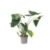 Alocasia Zebrina - XXL Kamerplant - Pot 32cm - Hoogte 140-150cm -Prospeli Winkel 1000094306