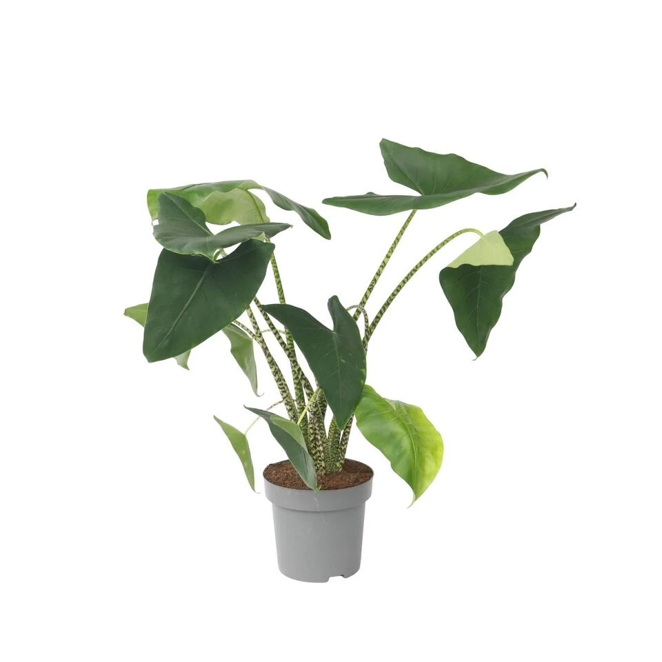 Alocasia Zebrina - XXL Kamerplant - Pot 32cm - Hoogte 140-150cm 3 Alocasia Zebrina - XXL Kamerplant - Pot 32cm - Hoogte 140-150cm