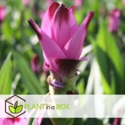 Curcuma Alismatifolia Siam Supreme - Tropisch - Pot 19cm - Hoogte 80-100cm -Prospeli Winkel 1000094309 0103