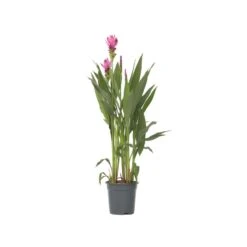 Curcuma Alismatifolia Siam Supreme - Tropisch - Pot 19cm - Hoogte 80-100cm