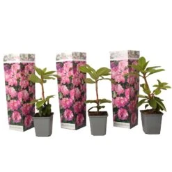 Rhododendron - Mix Van 3 - Paars,wit,roze - Tuin - Pot 9cm - Hoogte 25-40cm