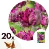 Tulipa Parrot Negrita - Bloembollen X20 - Tulp - Donkerpaars -Prospeli Winkel 1000100293