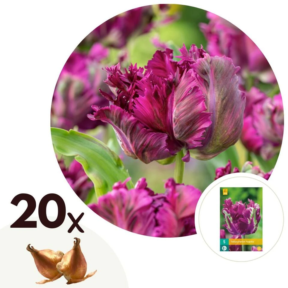 Tulipa Parrot Negrita - Bloembollen X20 - Tulp - Donkerpaars 3 Tulipa Parrot Negrita - Bloembollen X20 - Tulp - Donkerpaars
