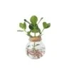 Plant In A Box - Clusia In Glas - Hydroponie - Kamerplant Op Water -Prospeli Winkel 1000100314