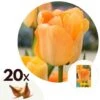 Tulipa Daydream - Bloem Bollen X20 - Tulp - Oranje 1 Tulipa Daydream - Bloem Bollen X20 - Tulp - Oranje -Prospeli Winkel 1000100317
