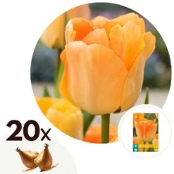 Tulipa Daydream - Bloem Bollen X20 - Tulp - Oranje