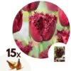 Tulipa Labrador - Bloembollen X15 - Tulp - Donkerpaars 2 Tulipa Labrador - Bloembollen X15 - Tulp - Donkerpaars -Prospeli Winkel 1000100336