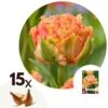 Tulipa Brisbane - Bloem Bollen X15 - Tulp - Roze -Prospeli Winkel 1000100342