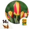 Tulipa Stresa - Bloembollen X14 - Tulp - Geel / Rood