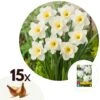 Narcissus Mount Hood X15 - Narcisbollen - Winterharde Bloembollen -Prospeli Winkel 1000100377