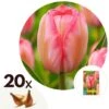 Plant In A Box - Tulipa Design Impression - Bloem Bollen X20 - Tulp - Roze 2 Plant In A Box - Tulipa Design Impression - Bloem Bollen X20 - Tulp - Roze -Prospeli Winkel 1000100378