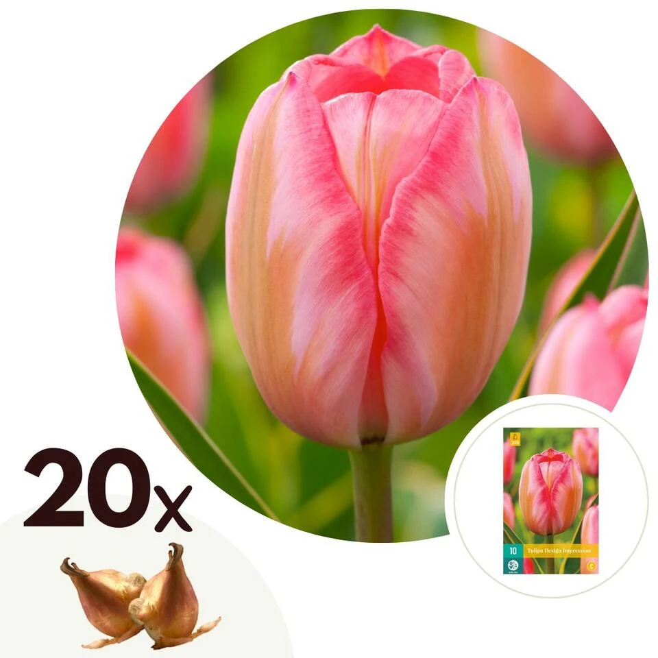 Plant In A Box - Tulipa Design Impression - Bloem Bollen X20 - Tulp - Roze 3 Plant In A Box - Tulipa Design Impression - Bloem Bollen X20 - Tulp - Roze