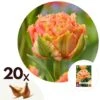 Tulipa Brisbane - Bloem Bollen X20 - Tulp - Roze -Prospeli Winkel 1000100381