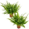 Krulvaren - Nephrolepis 2x - Luchtzuiverende Pot 12 Cm - β40 Cm 1 Krulvaren - Nephrolepis 2x - Luchtzuiverende Pot 12 Cm - β40 Cm -Prospeli Winkel 1113238560