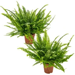 Krulvaren - Nephrolepis 2x - Luchtzuiverende Pot 12 Cm - ↕40 Cm