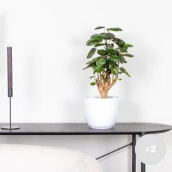 Prospeli Winkel -Prospeli Winkel 1115957086 0101