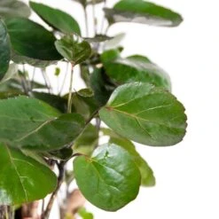 Polyscias 'Fabian 2x - Tropische Kamerplant Pot 12 Cm -↕40 Cm -Prospeli Winkel 1115957086 0102