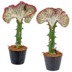 2x Euphorbia Lactea 'Cristata' - Cactus β11 Cm - β30 Cm