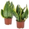 2x Sansevieria 'Laurentii' – Vrouwentong – ⌀12cm – ↕25-35 Cm -Prospeli Winkel 1142606879