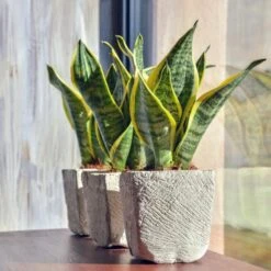 Sansevieria 'Suba' - Pot 9 Cm - ↕35 Cm -Prospeli Winkel 1183803427 0102