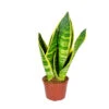 Sansevieria 'Suba' - Pot 9 Cm - ↕35 Cm 1 Sansevieria 'Suba' - Pot 9 Cm - ↕35 Cm -Prospeli Winkel 1183803427