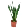 Vrouwentong - Sansevieria 'Black Coral' - Pot 17 Cm - ↕65 Cm -Prospeli Winkel 1210346027