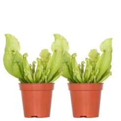 2x Sarracenia 'Juthatip Soper' – Trompetbekerplant – ⌀6 Cm – ↕05-10 Cm