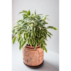 Treurvijg - Ficus Benjamina 'Kinky' - Pot 12 Cm - ↕30 Cm -Prospeli Winkel 1221736602 0102