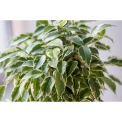 Treurvijg - Ficus Benjamina 'Kinky' - Pot 12 Cm - ↕30 Cm -Prospeli Winkel 1221736602 0103