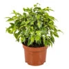 Treurvijg - Ficus Benjamina 'Kinky' - Pot 12 Cm - ↕30 Cm 1 Treurvijg - Ficus Benjamina 'Kinky' - Pot 12 Cm - ↕30 Cm -Prospeli Winkel 1221736602